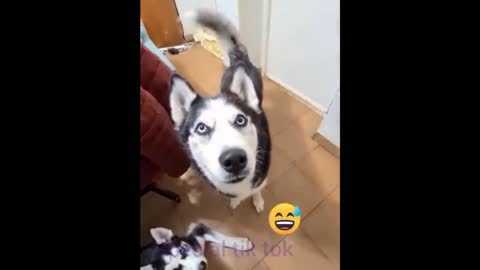 Animal funny video🤭🤭🤭 its so fun to happy