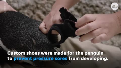 San Diego Zoo gives penguin orthopedic shoes for foot condition