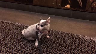 Small dog in an elevator and pink leash rubs feet on black carpet