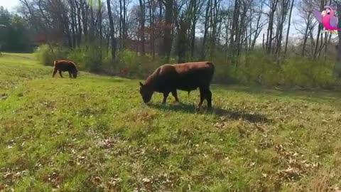 COW VIDEO 🐄🐄🐮 COWS MOOING AND GRAZING IN A FIELD 🐄🐄🐄🐮🐮😆😆😆