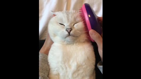 Lovely cat who enjoys grooming very much.