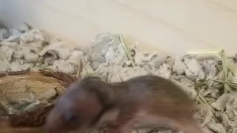 Fresh baby hamster exploring