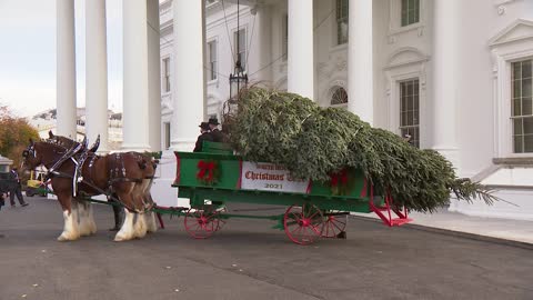 2021 White House Christmas Tree