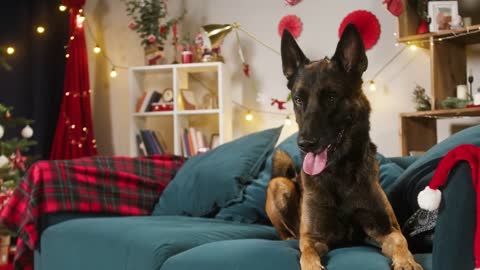 Malinois bard jumping on sofa in living room. Belgian shepherd dog portrait