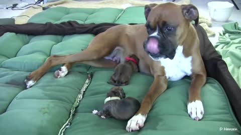 Amazing giving birth. Dog dog dog
