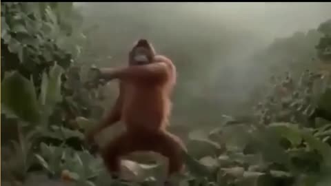 monky dance