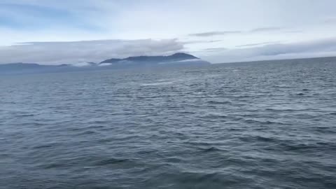 A Wonderful Surprise Jump From A Humpback Whale