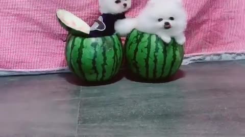 Watermelon doghouse