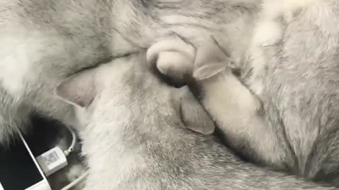 Little cat drinking milk in mother's arms