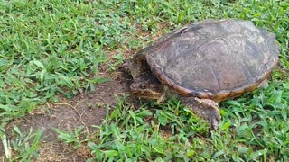 Dog versus snapping Turtle