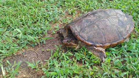 Dog versus snapping Turtle