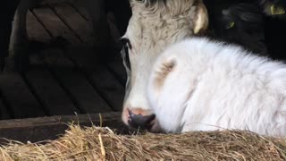 Fluffy Dog Is the New Farm Manager