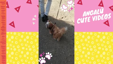 Cute doggy videos