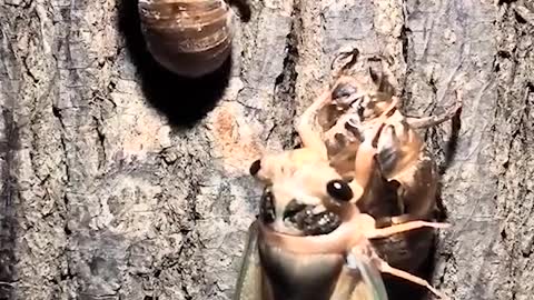 The magic of cicada