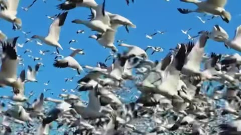 Sky explodes with a cacophony snow geese makes a heavenly beautiful view