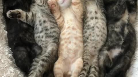 Color-Coordinated Kittens Napping and Purring with Lullaby