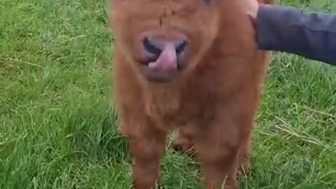 Cute Baby🥺little cow🥰👍