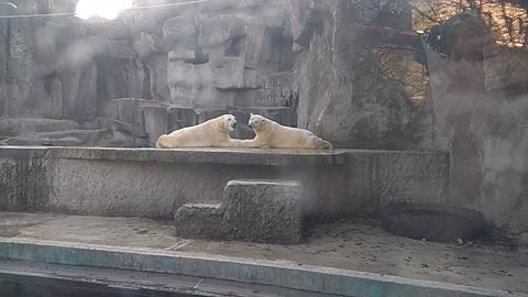 Couple of Kissing Polar Bears