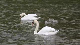 Watch a couple of swans take a leisurely stroll in the jungle lake