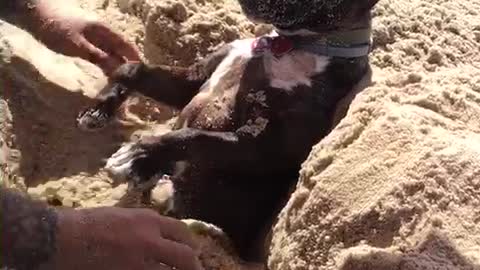 Playful Dog Loves Being Buried In Sand