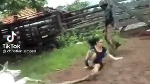 Cow Kicks Woman In The Face 🐄🦵🙋‍♀️