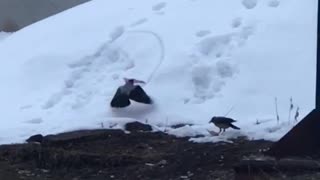 Raven Uses Plastic Lid as Snow Sled