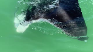 Large Manta Ray Swims Right Past Paddleboarder