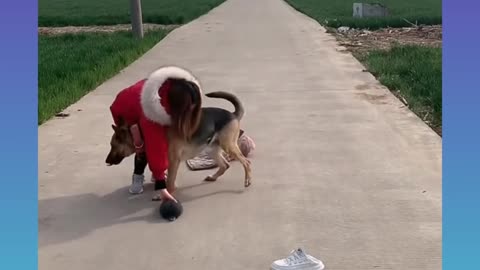 Smart Dog Video 2021 __22__ _short(1080P_HD).webm