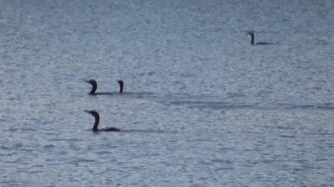 368 Toussaint Wildlife - Oak Harbor Ohio - Small Flock Of Cormorant At Play