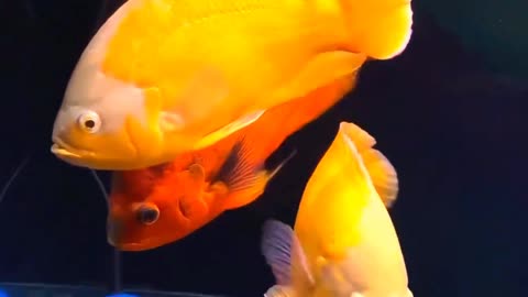 Satisfying Oscar Fish ASMR That Makes You Calm Original Satisfying Videos PART - 8