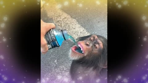 Monkey quenching thirst in the greatest tranquility # funny animals #short