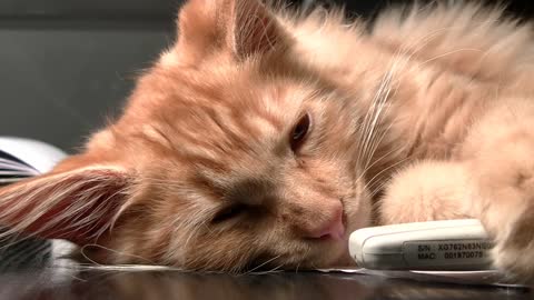 Lazy cat sleeps on busy restaurant floor refusing to move.