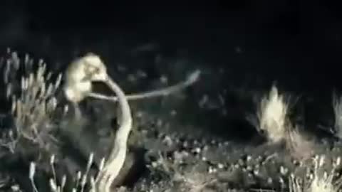 Rat vs Cobra snake fight