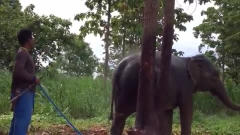 Elephant in Summer Environment Thailand big country and Big animais africa elefante