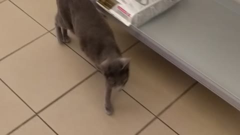 Cat has a hard time walking after visiting the vet