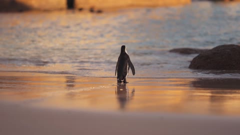 African penguin walk on beach beautiful view