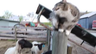 Funny Cat (Grizzle) Loving the Sheep