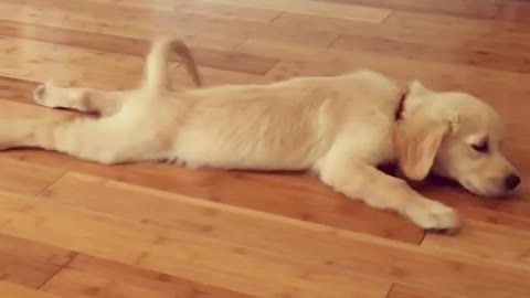 Puppy humorously belly crawls across floor