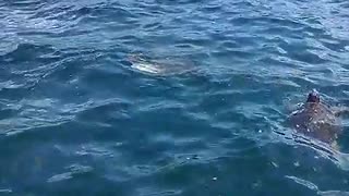 Rare sea turtles in Argostoli, Kefalonia