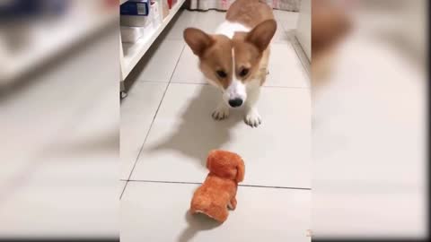 Funny and Cute Dog Reaction to Playing Toy | Oww Animals