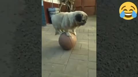 ESTE PERRITO JUEGA CON SU PELOTA