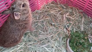 🐇 Injured Baby Bunny, Recovering 😇 Eats Clover 😌