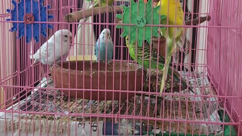 Budgies Playing