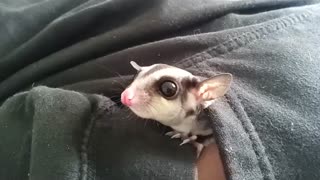 Sugar glider pops out to say hi