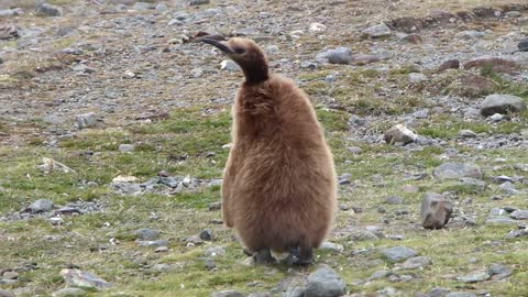 King Penguins in Fortuna Bay