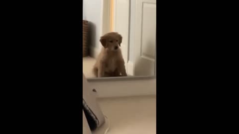 Puppy completely baffled by his mirror reflection