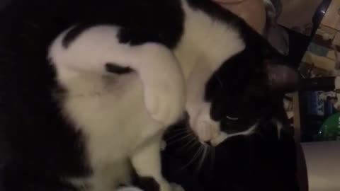 Black and white cat plays with fidget spinner