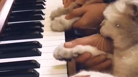 Cats Playing Piano So Cute 2021