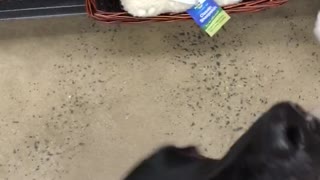 Black dog picks out toy at store