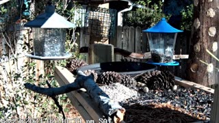 Live outdoor cam